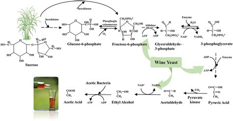 Highly selective catalytic conversion of raw sugar and sugarcane .